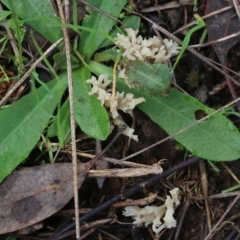 Clavulina sp. at Wodonga, VIC - 13 Jun 2022 11:15 AM