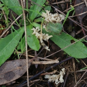 Clavulina sp. at Wodonga, VIC - 13 Jun 2022 11:15 AM