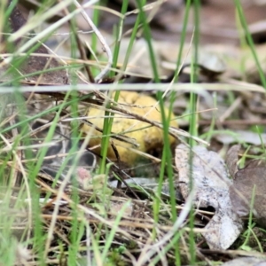 Scleroderma sp. at Wodonga, VIC - 13 Jun 2022