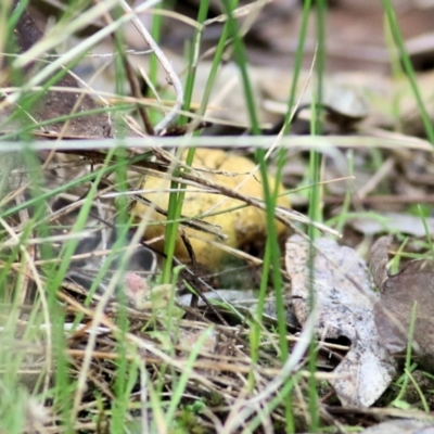 Scleroderma sp. at WREN Reserves - 13 Jun 2022 by KylieWaldon