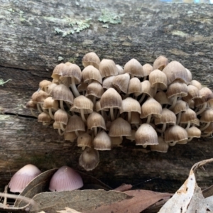 Mycena 'clarkeana group' at Nanima, NSW - 14 Jun 2022