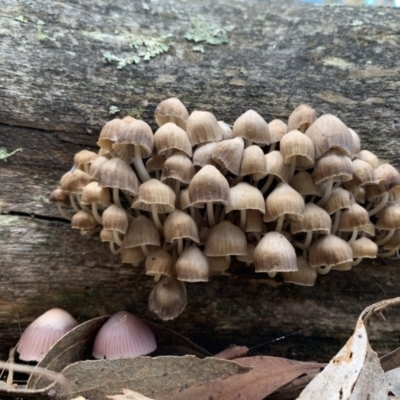 Mycena 'clarkeana group' at Nanima, NSW - 14 Jun 2022 by 81mv