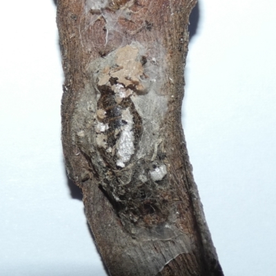 Lepidoptera unclassified IMMATURE (caterpillar or pupa or cocoon) at Forde, ACT - 14 Jun 2022 by Amata