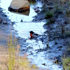 Petroica boodang (Scarlet Robin) at Woodlands, NSW - 14 Jun 2022 by Snowflake