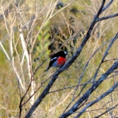 Petroica boodang at Woodlands, NSW - 14 Jun 2022 03:08 PM