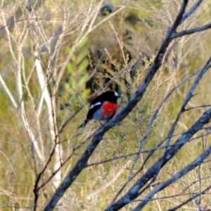 Petroica boodang at Woodlands, NSW - 14 Jun 2022 03:08 PM