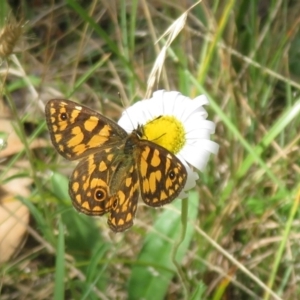 Oreixenica lathoniella at Cotter River, ACT - 21 Mar 2022