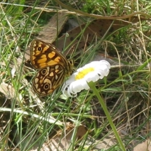 Oreixenica lathoniella at Cotter River, ACT - 21 Mar 2022