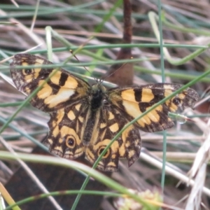 Oreixenica lathoniella at Cotter River, ACT - 21 Mar 2022