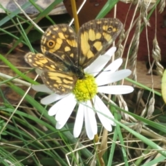 Oreixenica lathoniella at Cotter River, ACT - 21 Mar 2022