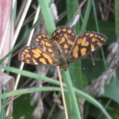 Oreixenica lathoniella at Cotter River, ACT - 21 Mar 2022