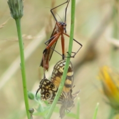 Harpobittacus australis (Hangingfly) at Namadgi National Park - 21 Mar 2022 by Christine