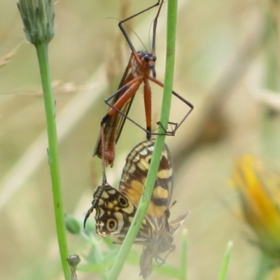 Harpobittacus australis (Hangingfly) at Namadgi National Park - 21 Mar 2022 by Christine