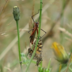 Harpobittacus australis at Brindabella, ACT - 21 Mar 2022