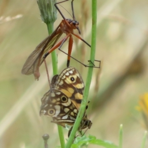 Harpobittacus australis at Brindabella, ACT - 21 Mar 2022