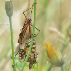 Harpobittacus australis at Brindabella, ACT - 21 Mar 2022