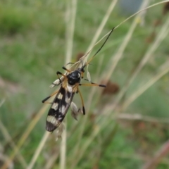 Gynoplistia (Gynoplistia) bella (A crane fly) at Brindabella, ACT - 21 Mar 2022 by Christine