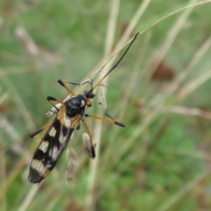 Gynoplistia (Gynoplistia) bella at Brindabella, ACT - 21 Mar 2022