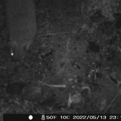 Perameles nasuta (Long-nosed Bandicoot) at Rendezvous Creek, ACT - 13 May 2022 by heatherb1997