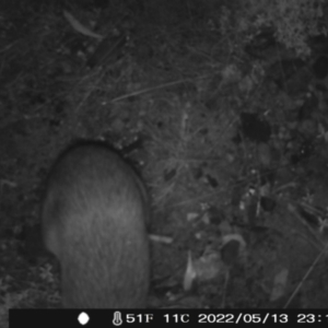 Perameles nasuta at Rendezvous Creek, ACT - 13 May 2022 11:20 PM