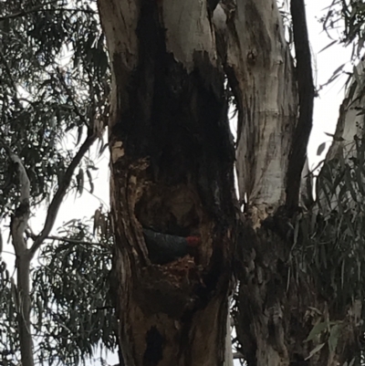 Callocephalon fimbriatum (Gang-gang Cockatoo) at Hughes, ACT - 13 May 2022 by Tapirlord