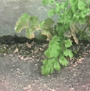 Asplenium subglandulosum at Phillip, ACT - 10 May 2022