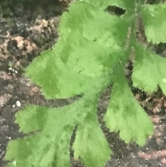 Asplenium subglandulosum at Phillip, ACT - 10 May 2022