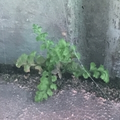 Asplenium subglandulosum at Phillip, ACT - 10 May 2022