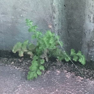 Asplenium subglandulosum at Phillip, ACT - 10 May 2022