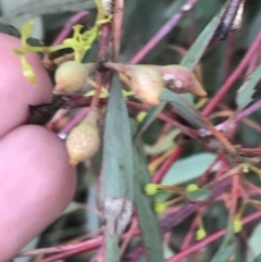 Eucalyptus sideroxylon at Red Hill to Yarralumla Creek - 9 May 2022