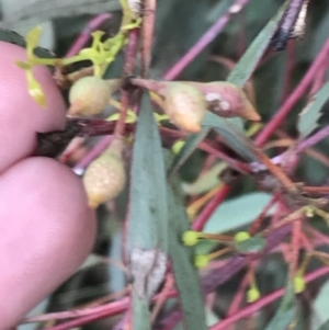 Eucalyptus sideroxylon at Hughes, ACT - 9 May 2022