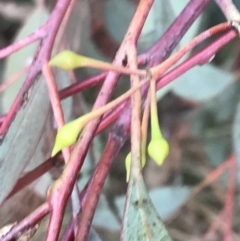 Eucalyptus sideroxylon at Hughes, ACT - 9 May 2022