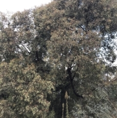 Eucalyptus sideroxylon at Hughes, ACT - 9 May 2022