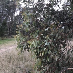 Eucalyptus sideroxylon at Red Hill to Yarralumla Creek - 9 May 2022