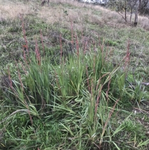 Gladiolus dalenii at Hughes, ACT - 9 May 2022 03:52 PM