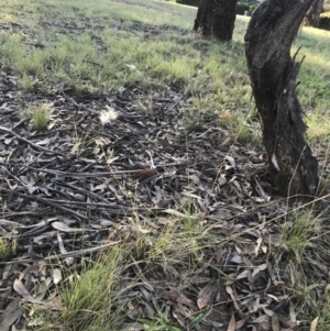 Rytidosperma laeve at Garran, ACT - 8 May 2022