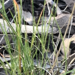 Rytidosperma laeve at Garran, ACT - 8 May 2022