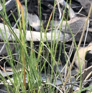 Rytidosperma laeve at Garran, ACT - 8 May 2022