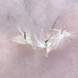 Rytidosperma laeve at Garran, ACT - 8 May 2022 04:00 PM