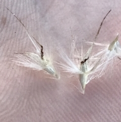 Rytidosperma laeve at Garran, ACT - 8 May 2022 04:00 PM