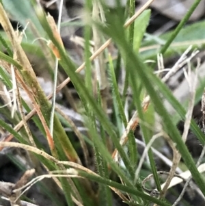 Rytidosperma laeve at Garran, ACT - 8 May 2022 04:00 PM