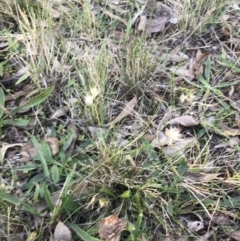 Rytidosperma laeve at Garran, ACT - 8 May 2022 04:00 PM