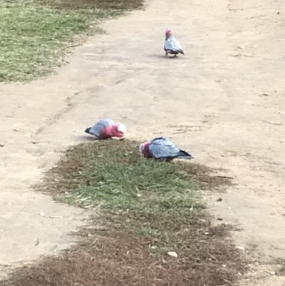 Eolophus roseicapilla (Galah) at Hughes, ACT - 7 May 2022 by Tapirlord