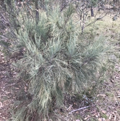 Exocarpos strictus (Dwarf Cherry) at Red Hill Nature Reserve - 7 May 2022 by Tapirlord