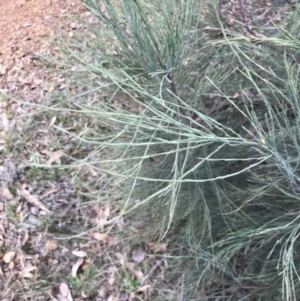 Exocarpos strictus at Red Hill, ACT - 7 May 2022