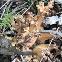 Ramaria  at Red Hill Nature Reserve - 7 May 2022 by Tapirlord