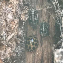 Harmonia conformis (Common Spotted Ladybird) at Deakin, ACT - 7 May 2022 by Tapirlord