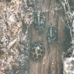 Harmonia conformis at Deakin, ACT - 7 May 2022