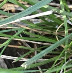 Rytidosperma (genus) (Wallaby Grass) at Deakin, ACT - 7 May 2022 by Tapirlord
