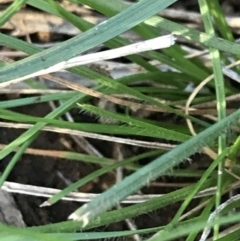 Rytidosperma sp. (Wallaby Grass) at Deakin, ACT - 7 May 2022 by Tapirlord